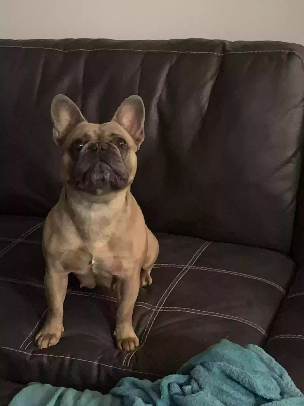 Lost dog in Garland, TX, 75043