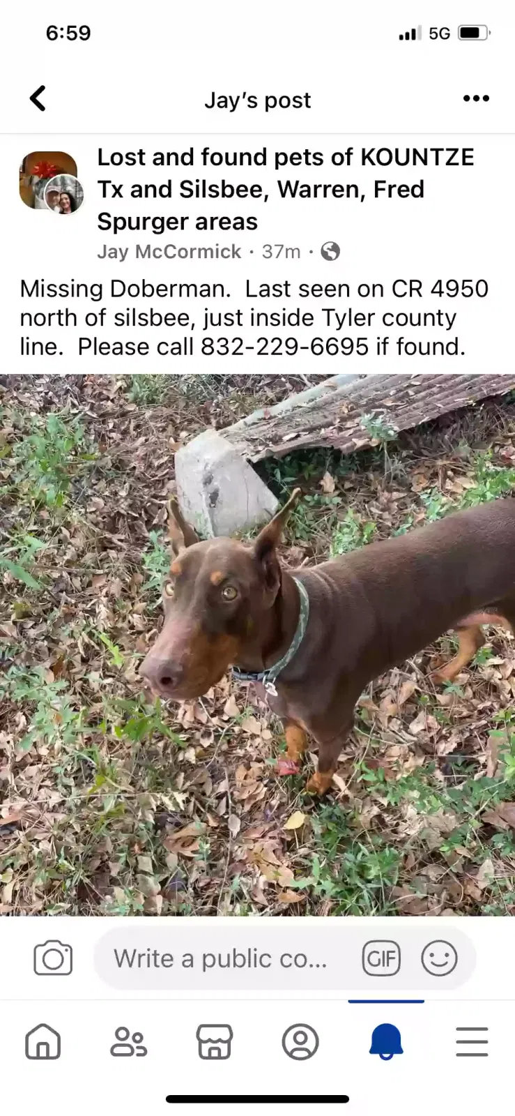 Lost dog in Silsbee, TX, 77656