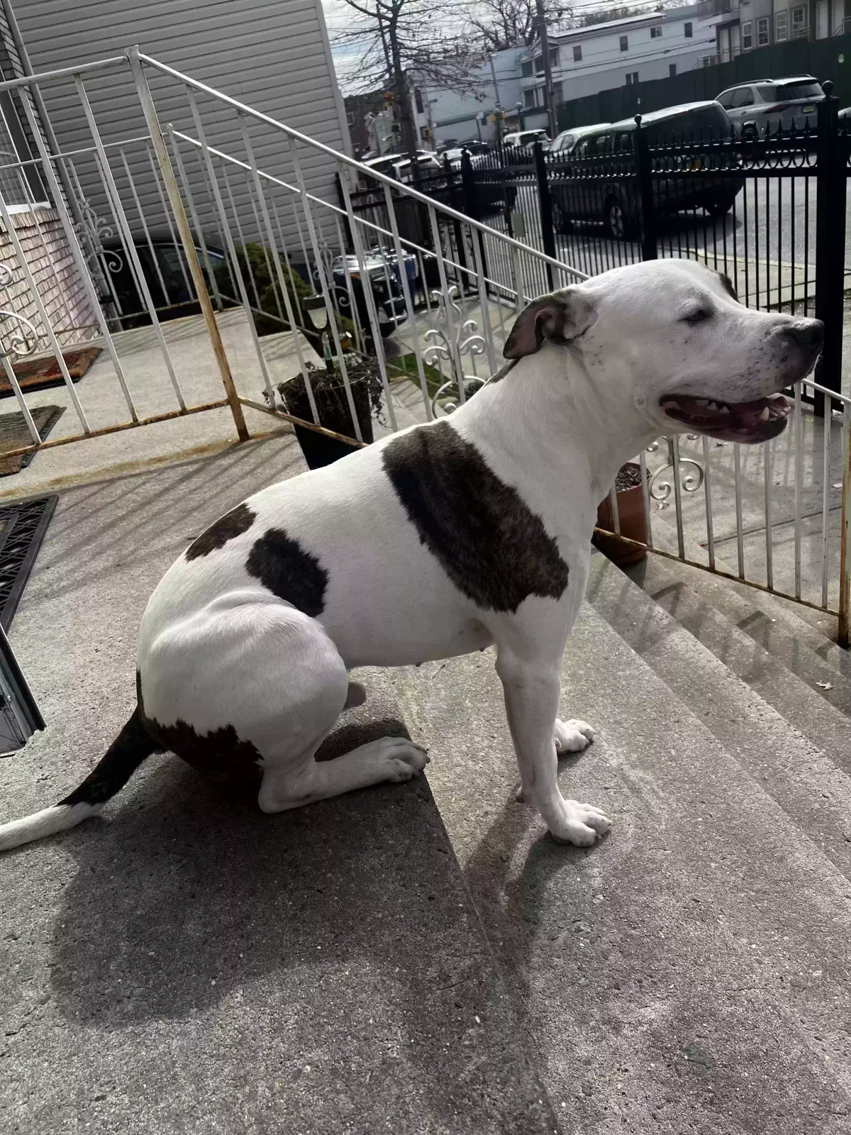 Lost dog in Brooklyn, NY, 11208
