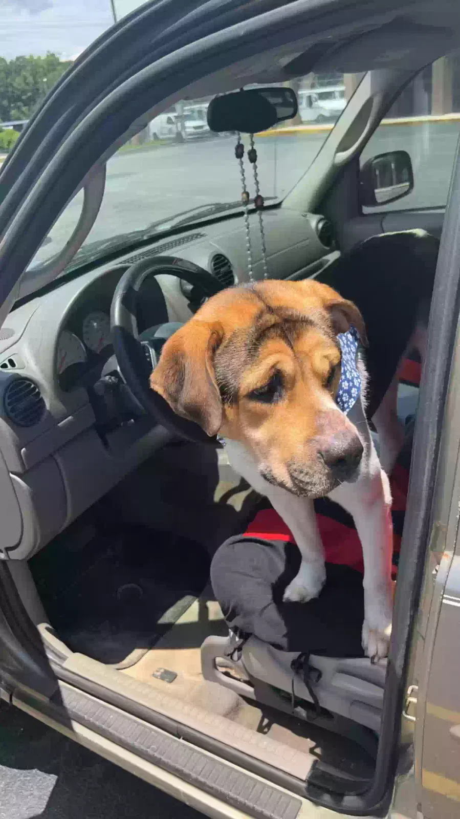 Lost dog in Johns Island, SC, 29455