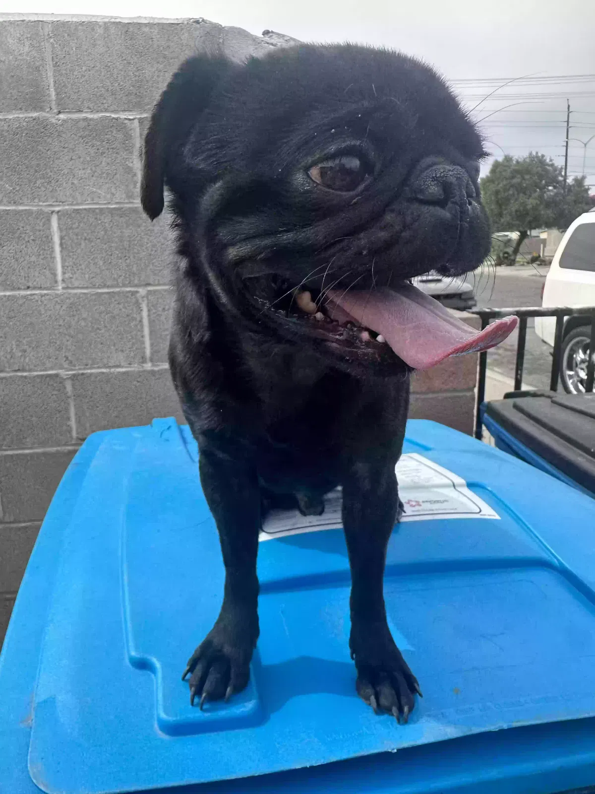 Lost dog in North Las Vegas, NV, 89030