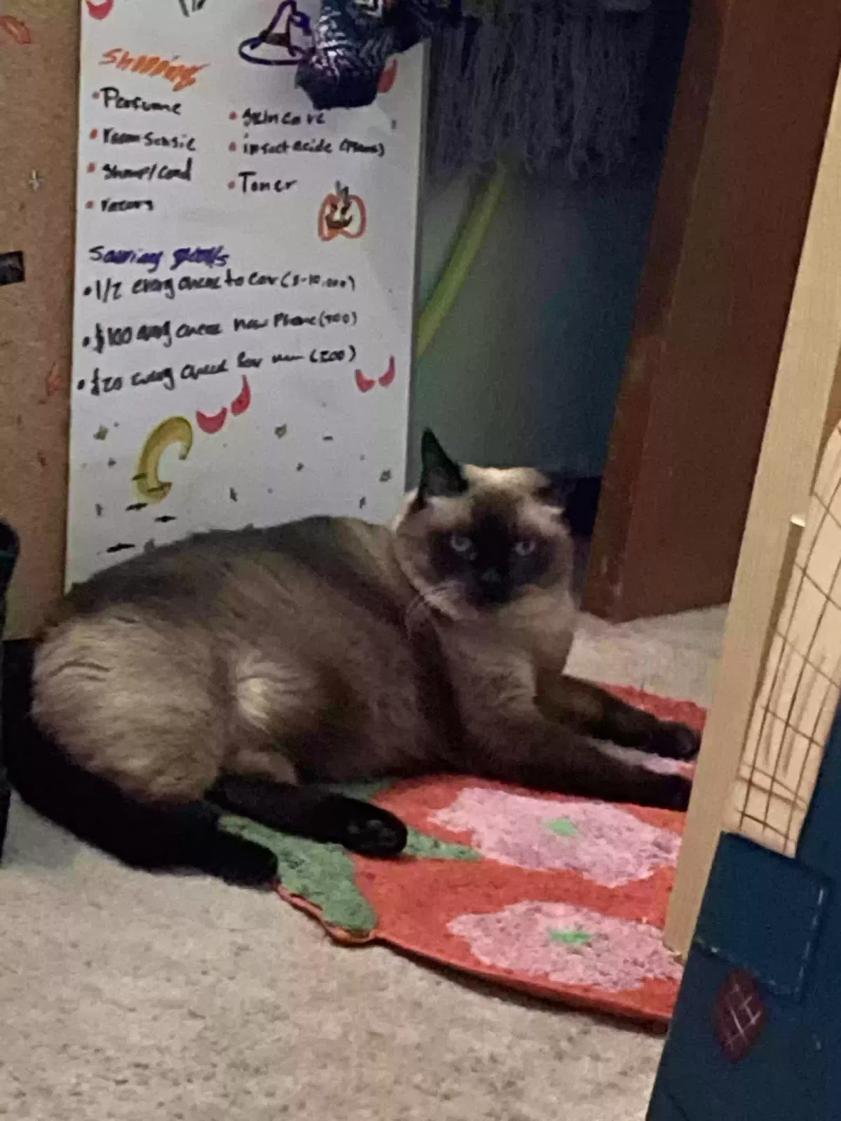 Lost cat in Oklahoma City, OK, 73131
