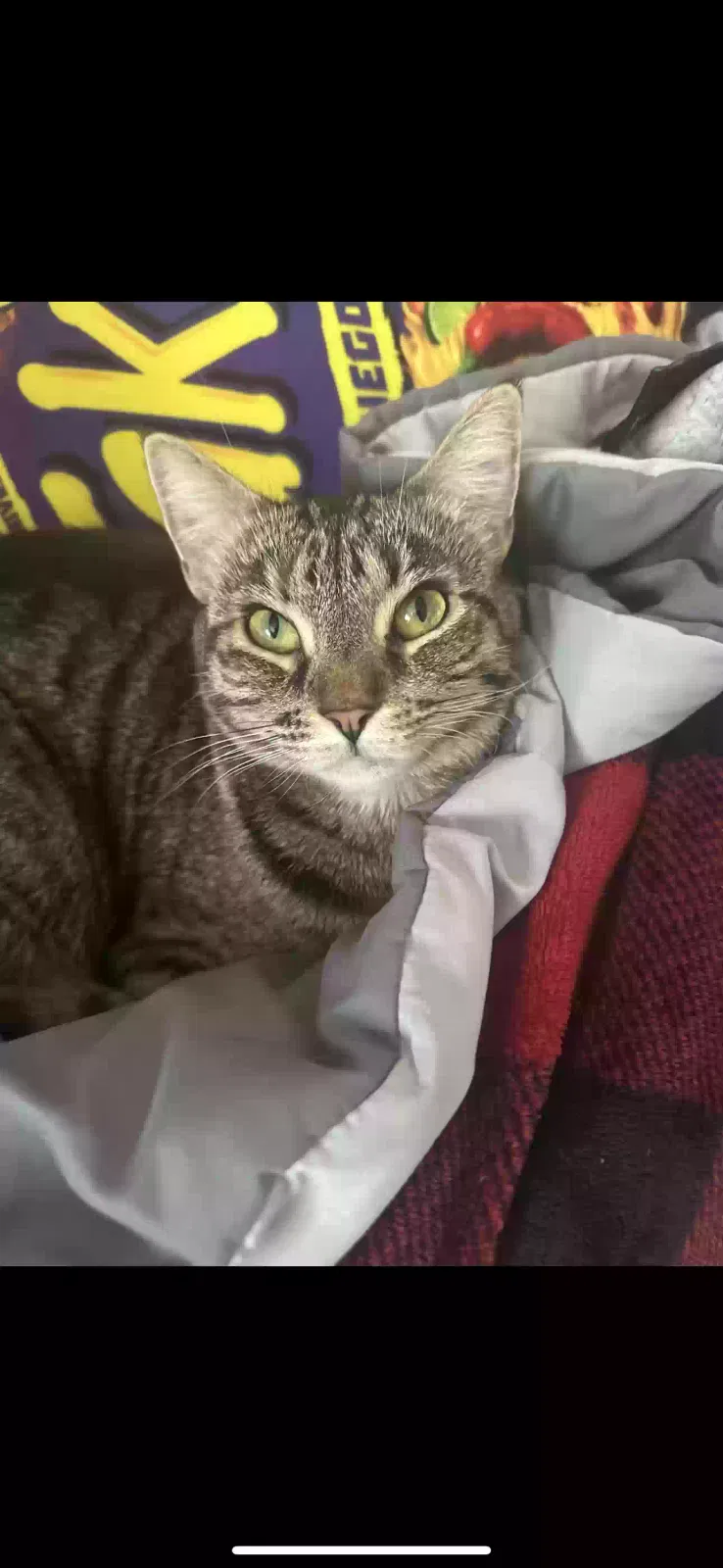 Lost cat in Pacoima, CA, 91331