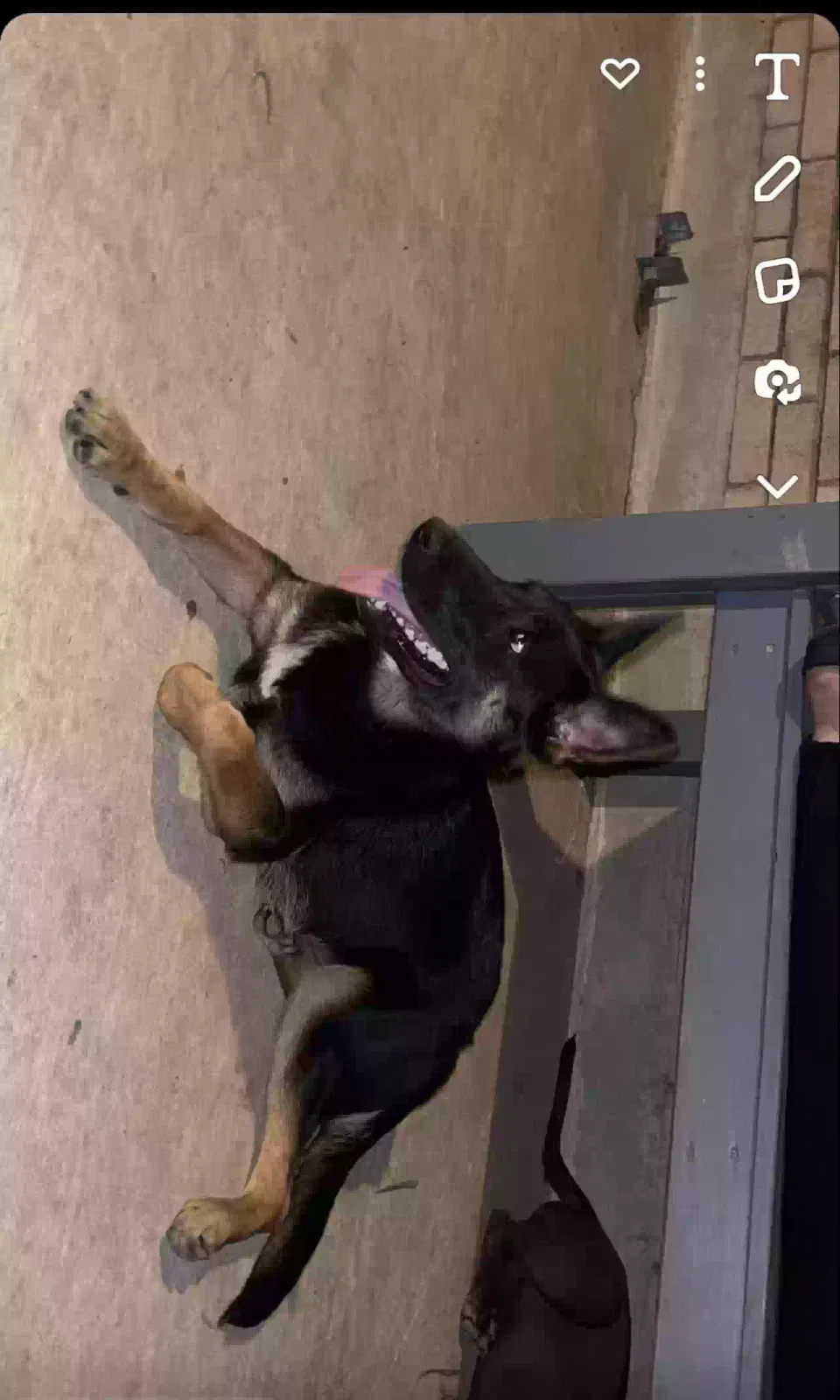 Lost dog in San Antonio, TX, 78245