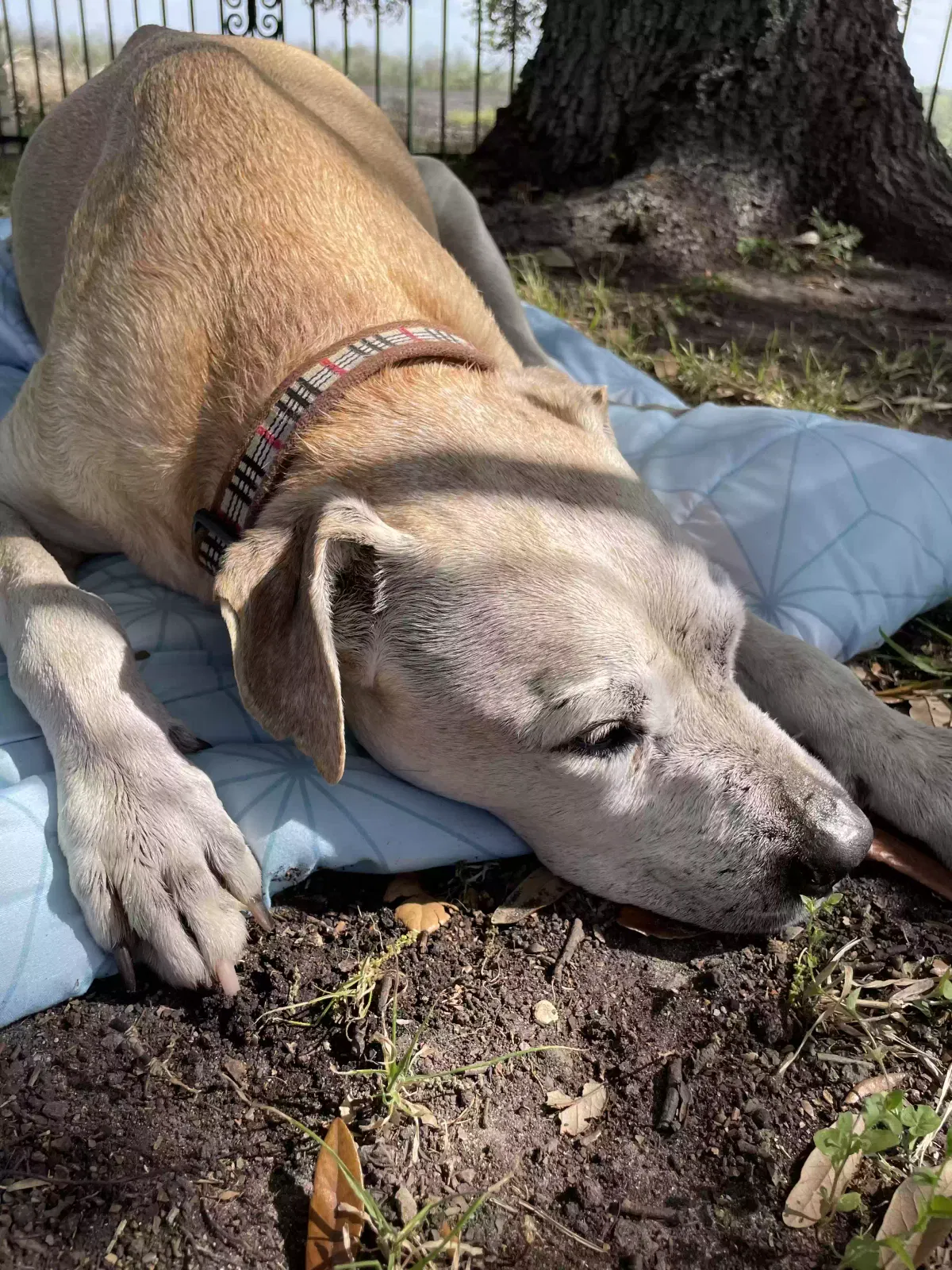 Found dog in San Antonio, TX, 78244