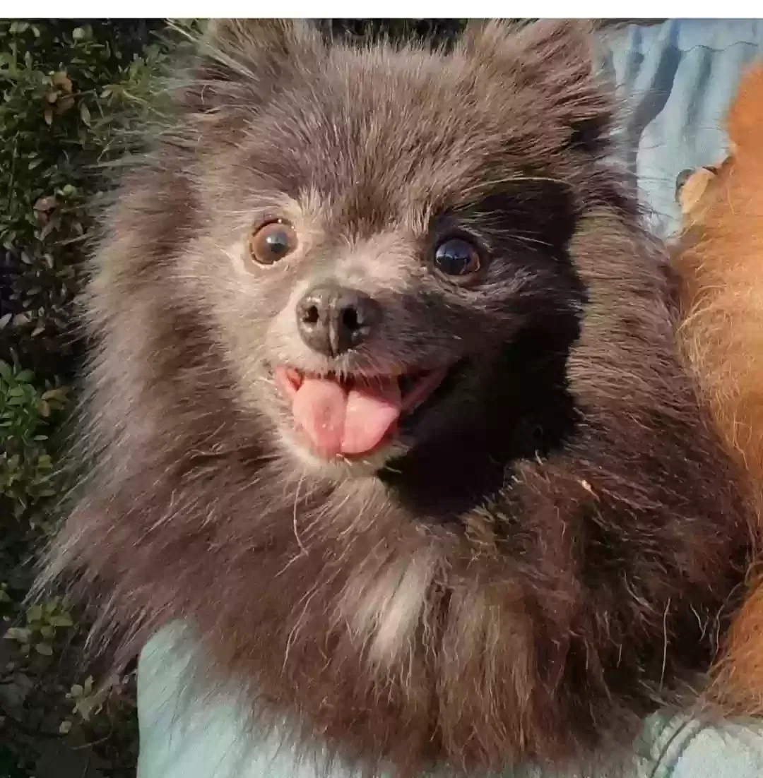 Lost dog in Clifton, NJ, 7013