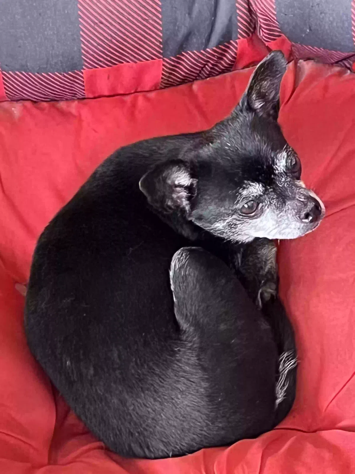 Found dog in Lafayette, LA, 70508