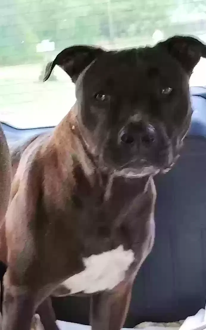 Found dog in New Port Richey, FL, 34654