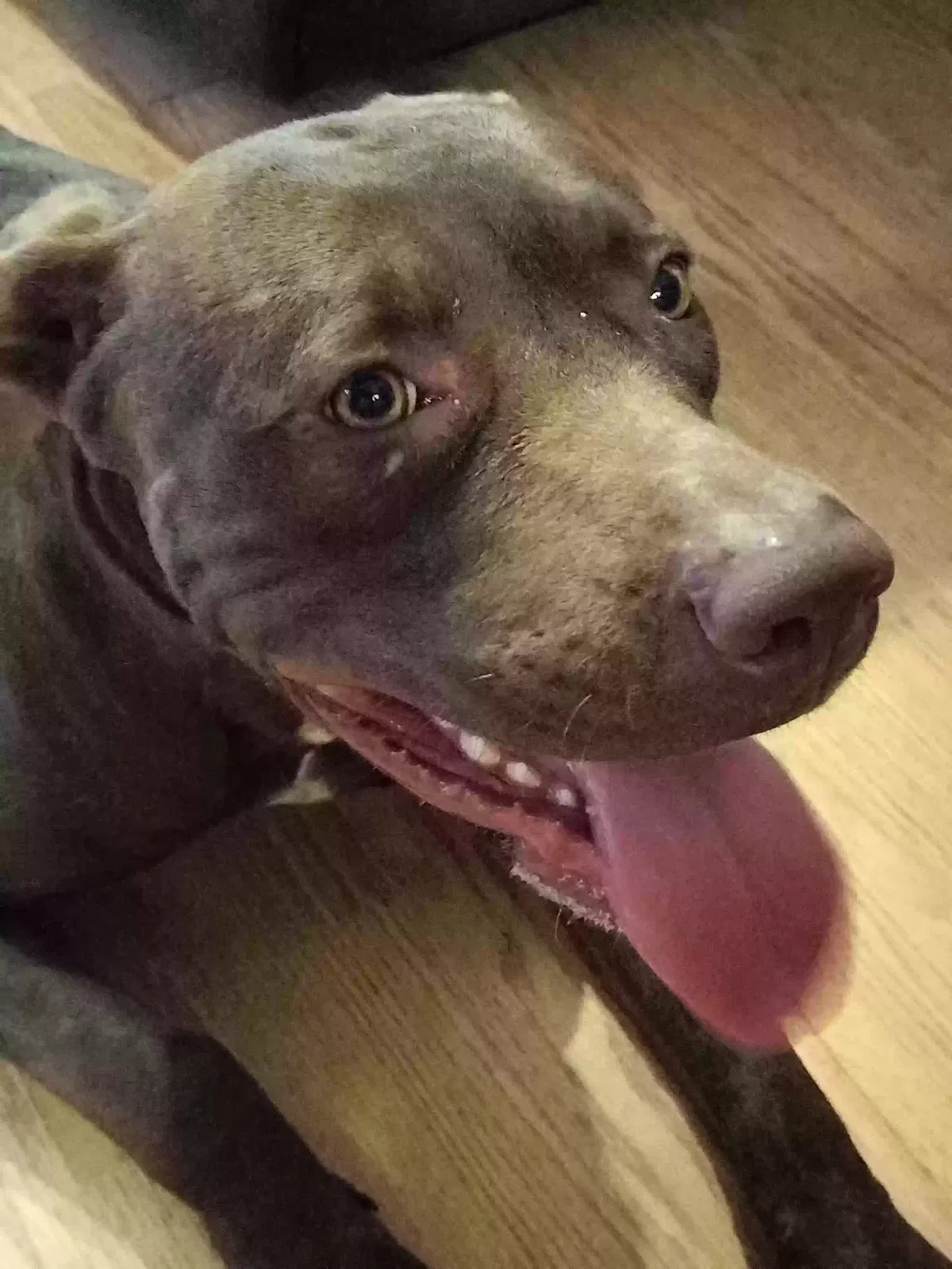 Found dog in New Port Richey, FL, 34654
