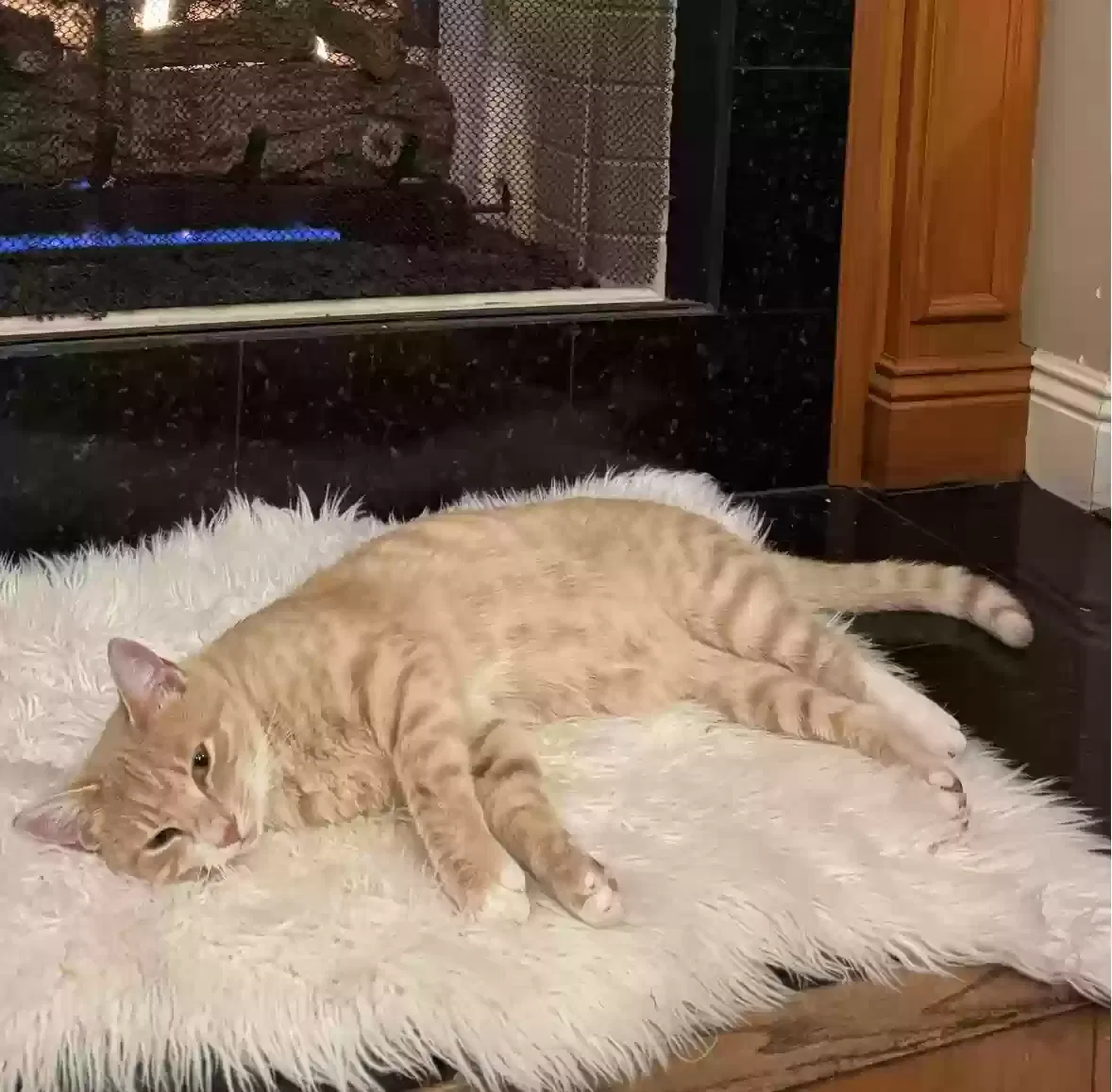 Lost cat in Mobile, AL, 36695