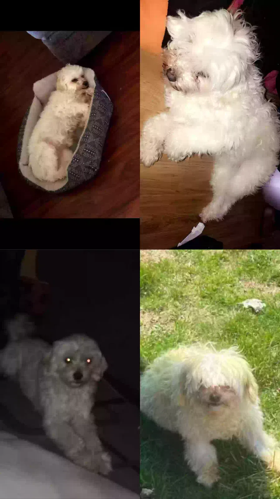 Lost dog in Dolton, IL, 60419