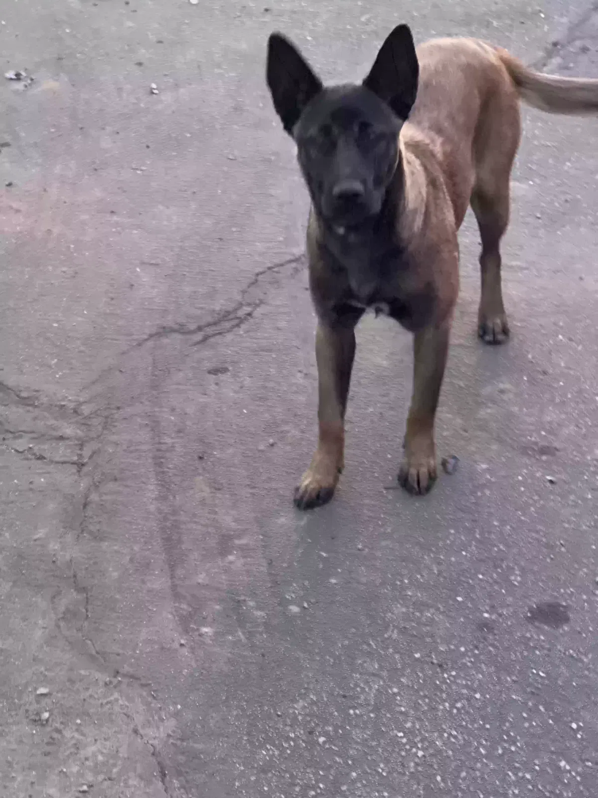 Lost dog in Compton, CA, 90221