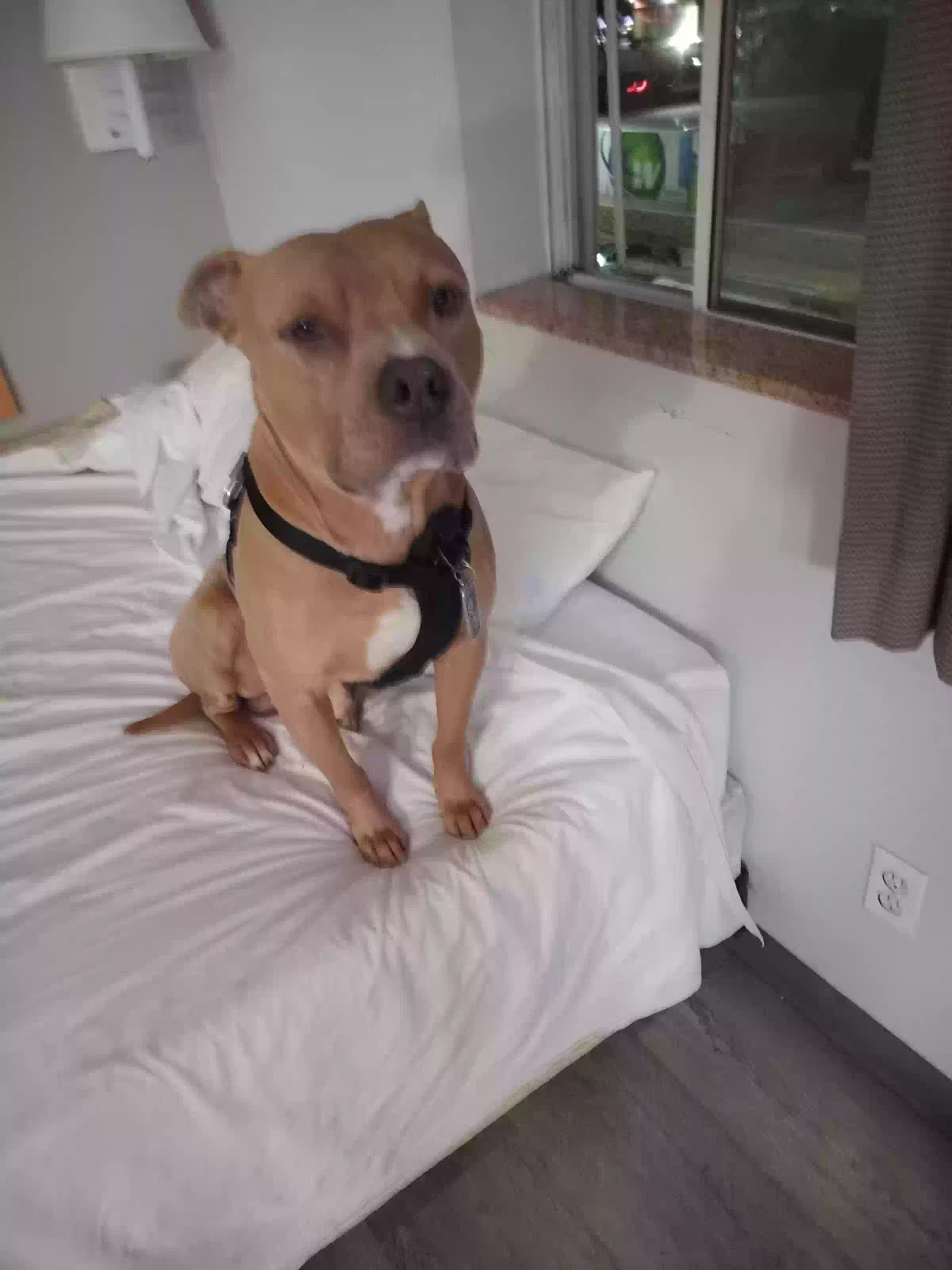 Lost dog in Bakersfield, CA, 93305