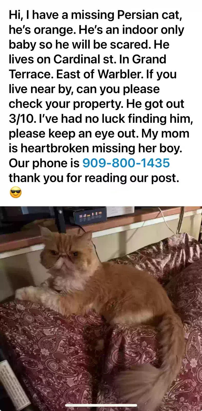 Lost cat in Grand Terrace, CA, 92313