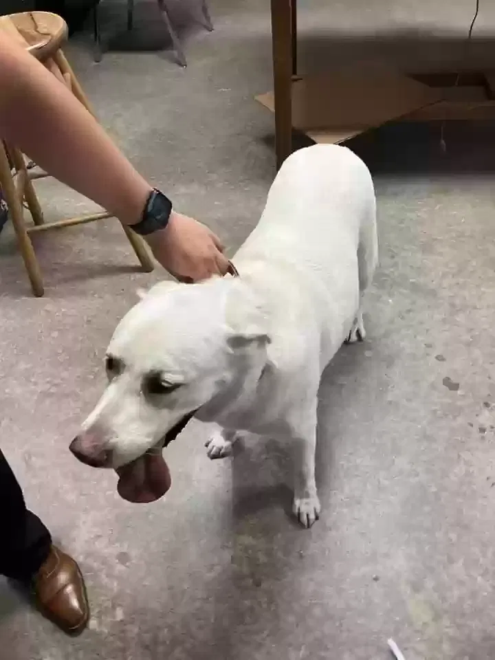 Lost dog in Athens, TX, 75751