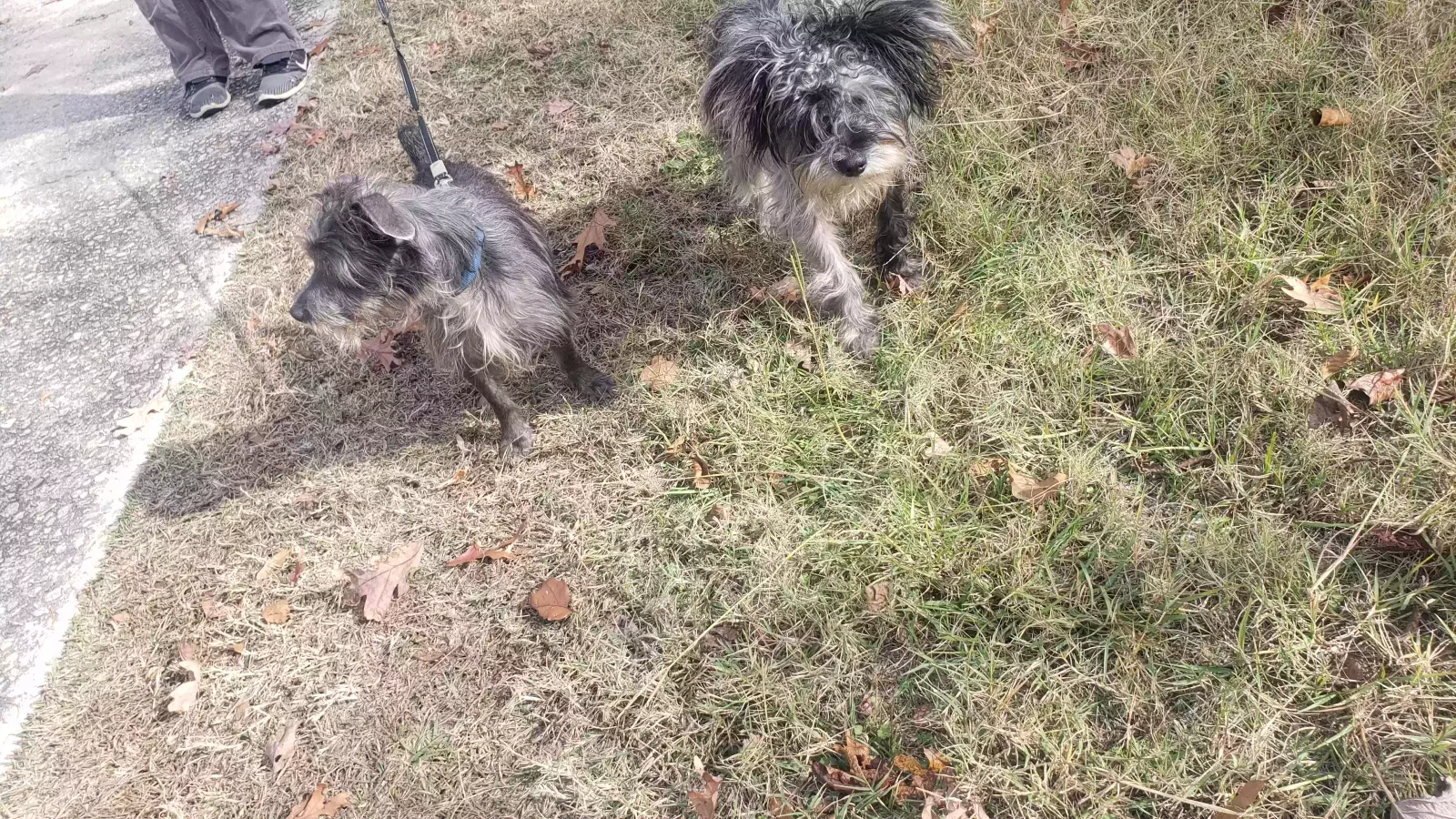 Found dog in Riverdale, GA, 30274
