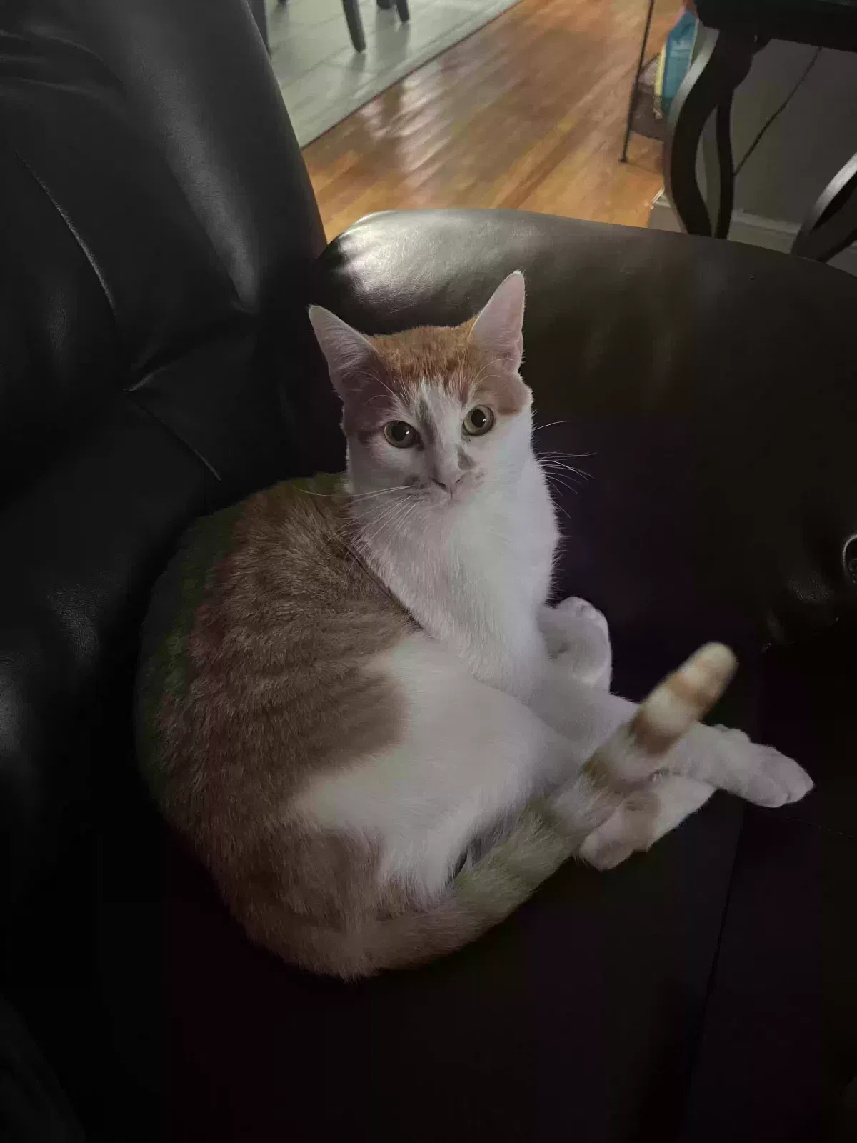 Lost cat in Pittsburg, CA, 94565