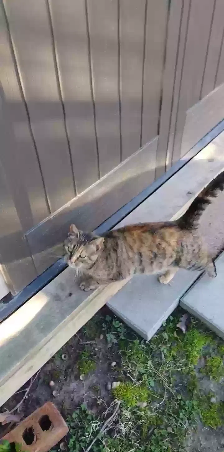 Found cat in Richmond, VA, 23234