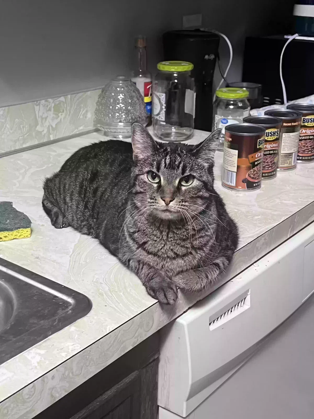 Lost cat in Tulsa, OK, 74146