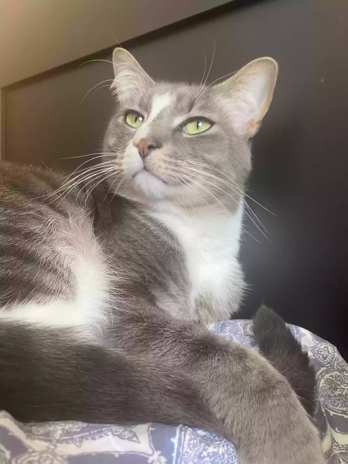 Lost cat in Mullica Hill, NJ, 8062