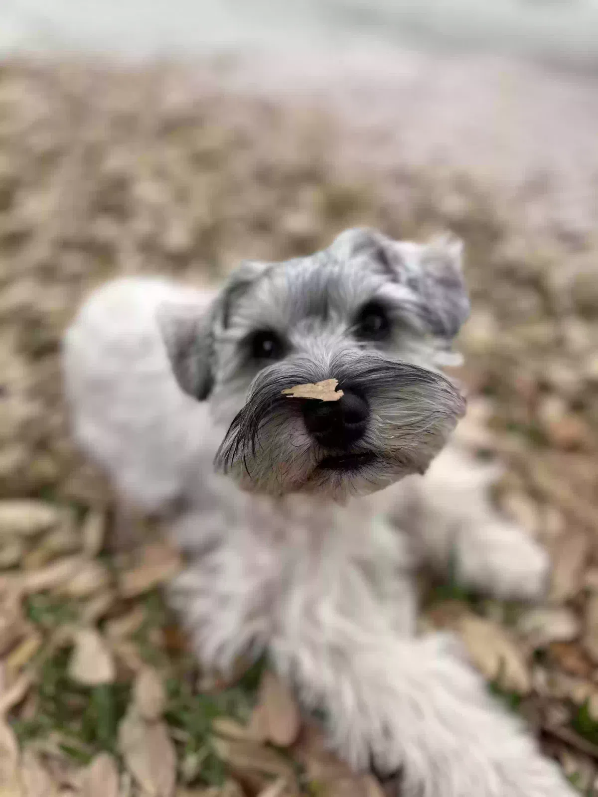 Lost dog in San Antonio, TX, 78250