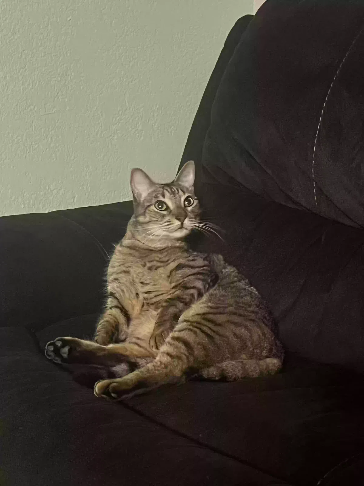 Lost cat in Lake Mary, FL, 32746