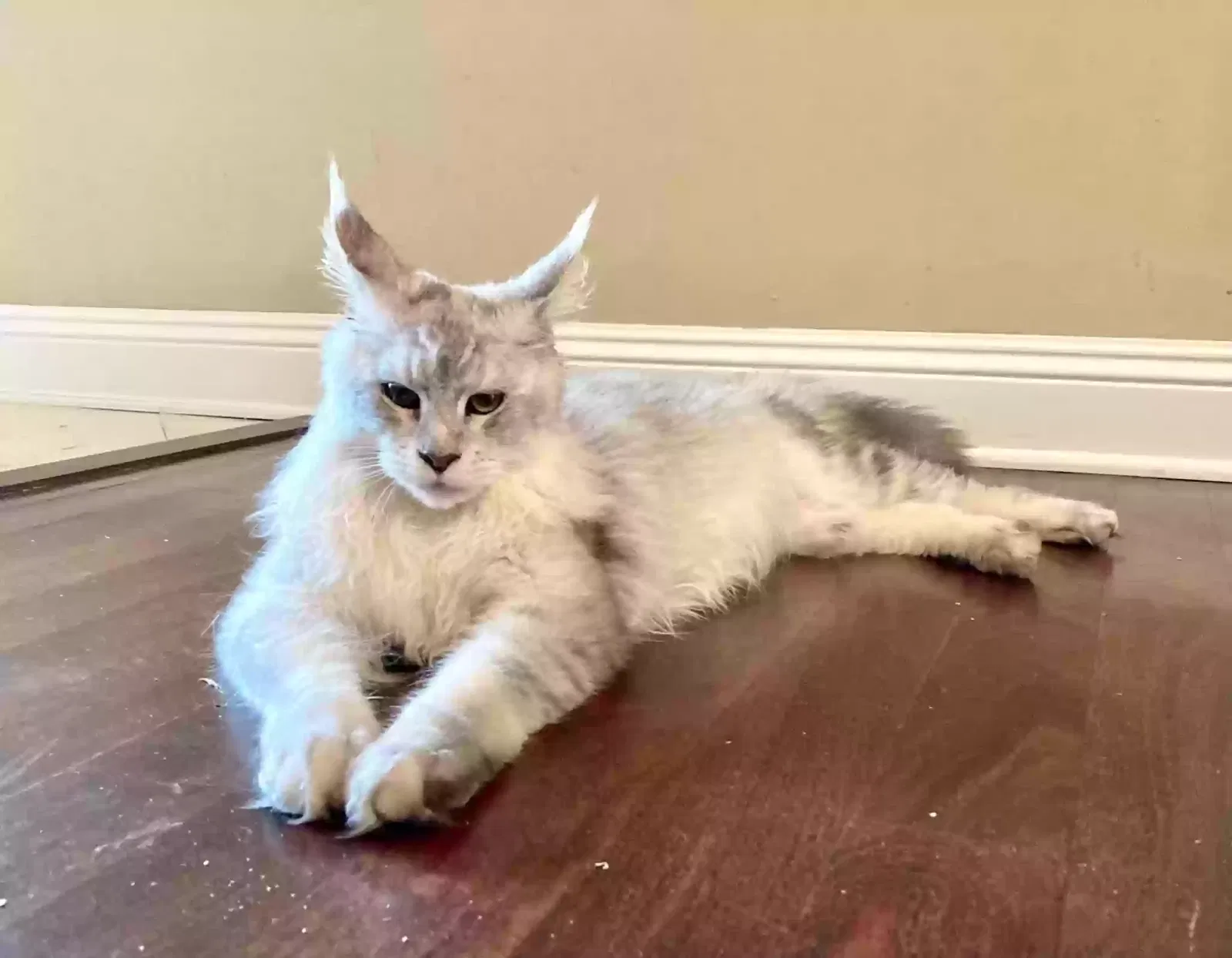 Lost cat in Spanish Fort, AL, 36527