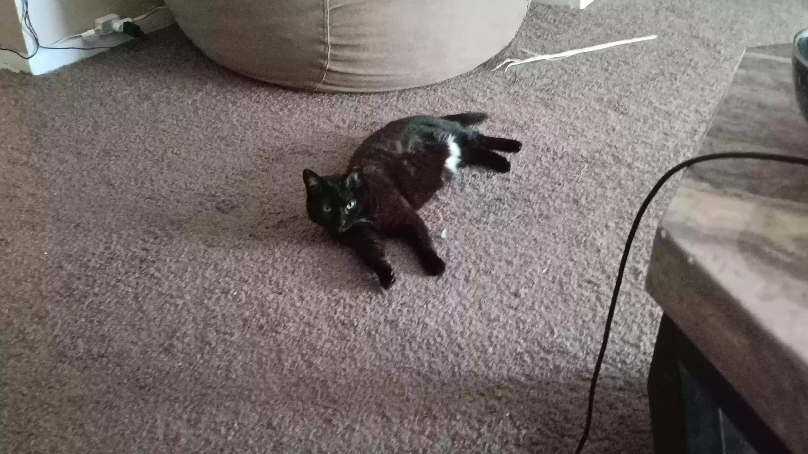 Lost cat in Grandview, MO, 64030