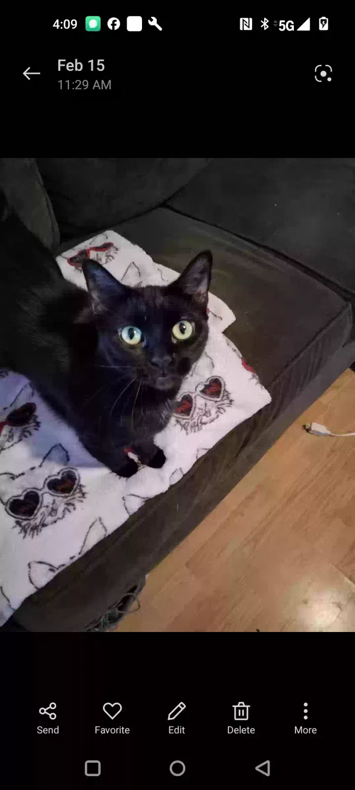 Lost cat in Toms River, NJ, 8755