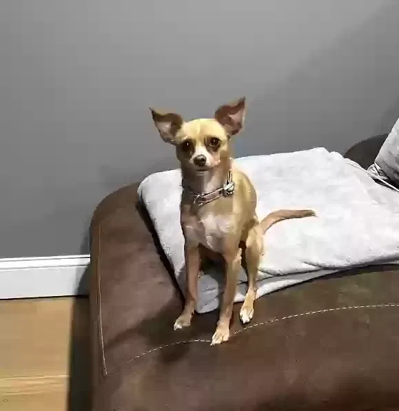 Lost dog in Ledgewood, NJ, 7852