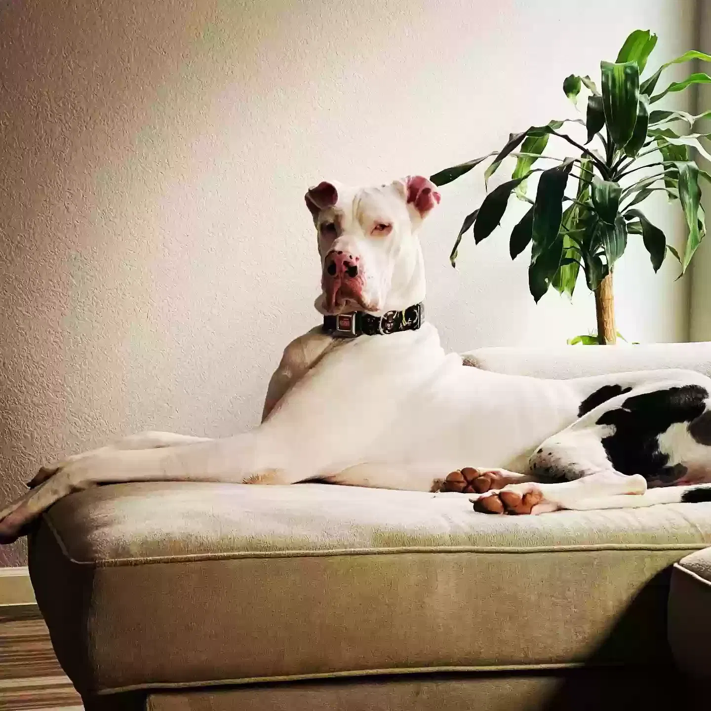 Lost dog in Houston, TX, 77051