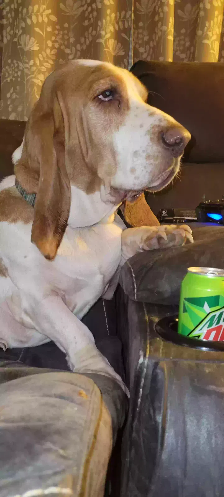 Lost dog in Circleville, OH, 43113