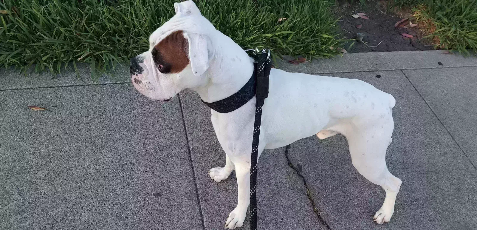Lost dog in Bakersfield, CA, 93305