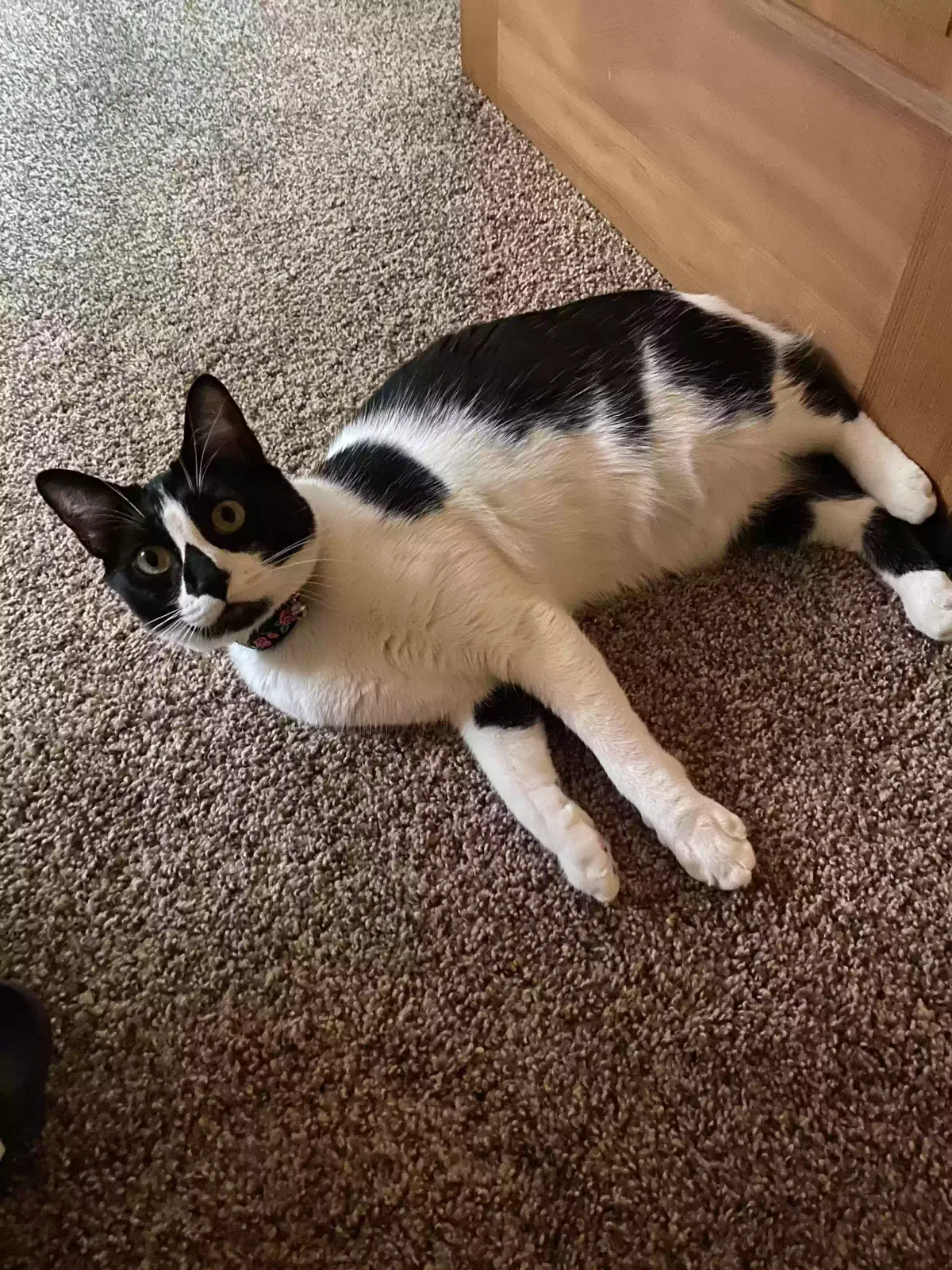 Missing Cat