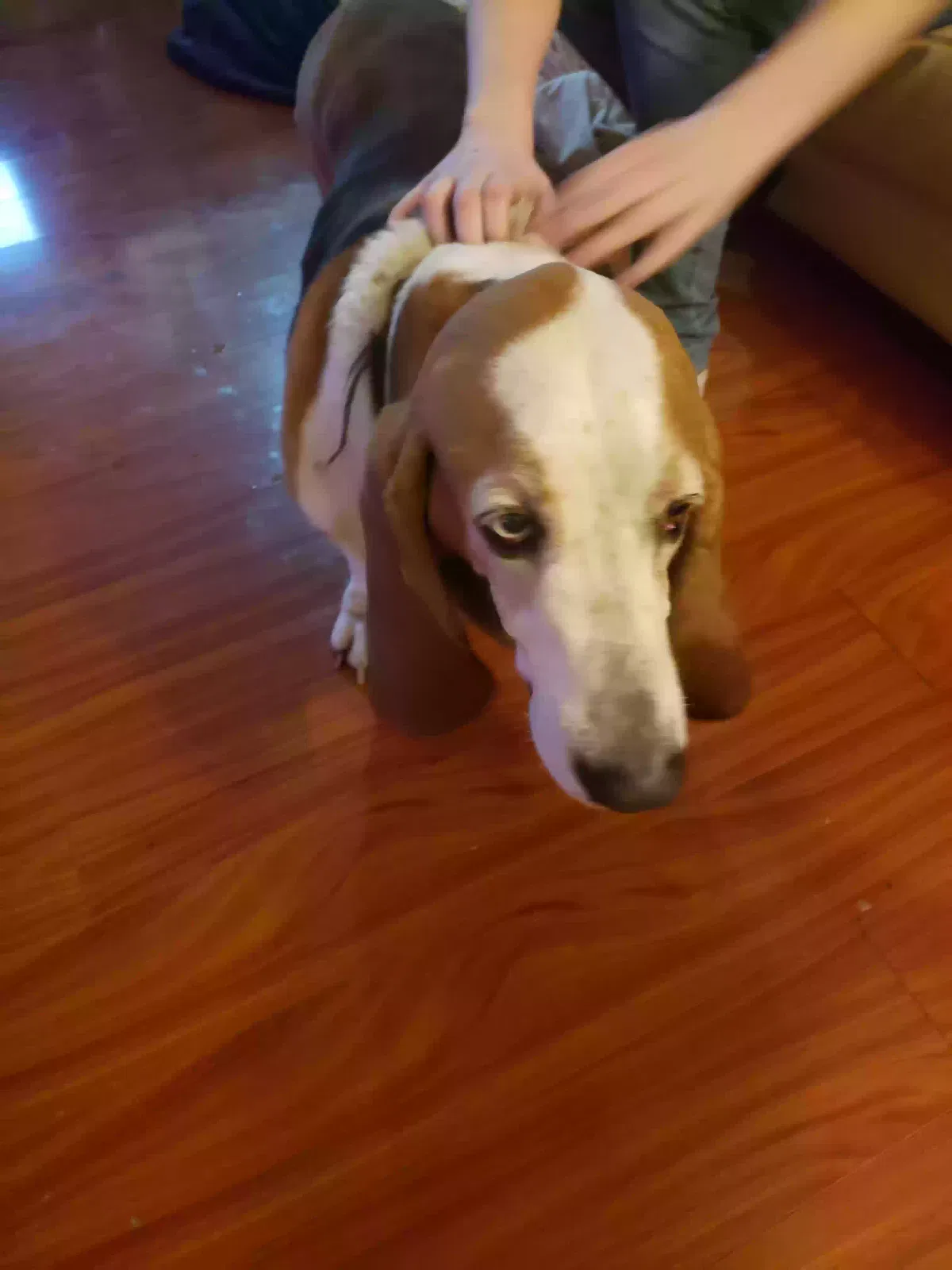 Found dog in Virginia Beach, VA, 23453