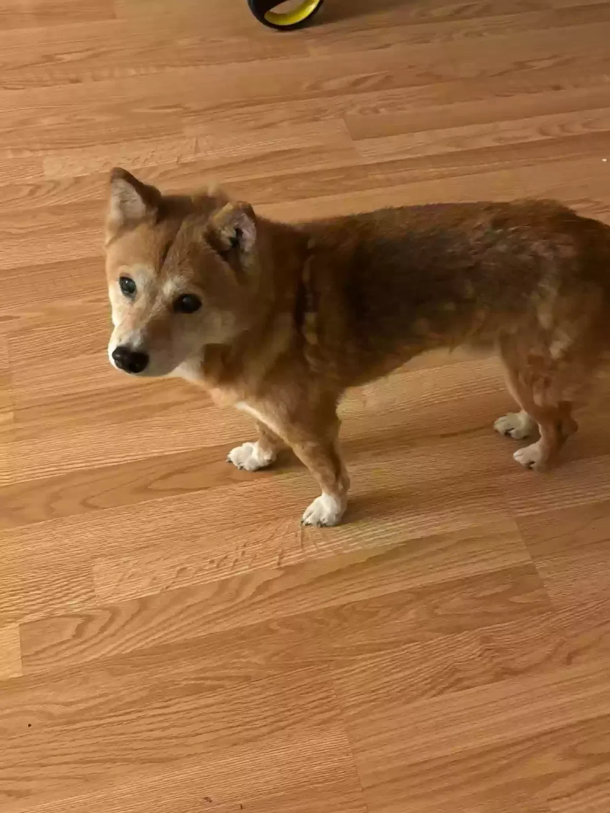 Lost dog in Fort Lupton, CO, 80621