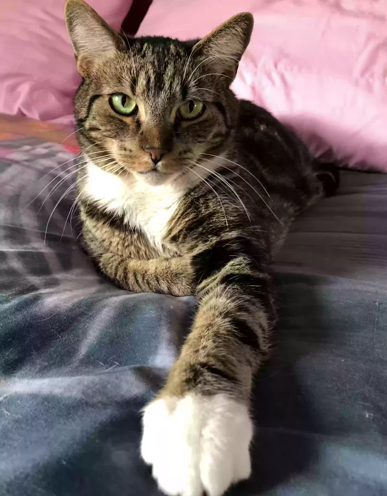 Lost cat in Los Angeles, CA, 90024