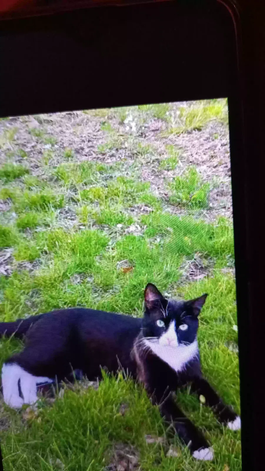 Lost cat in Brockton, MA, 2301
