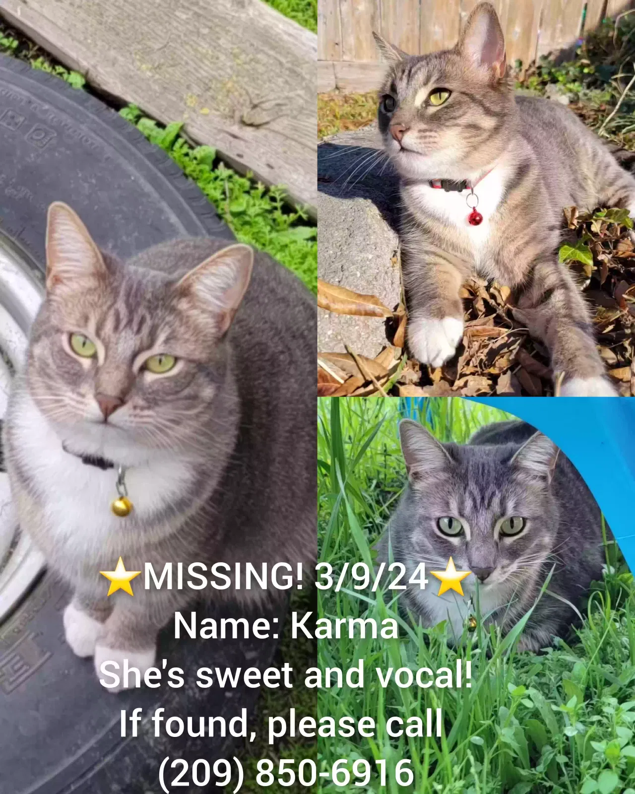 Lost cat in Hilmar, CA, 95324