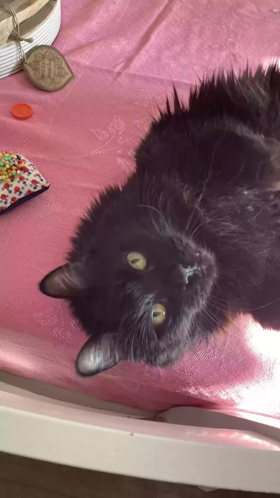 Lost cat in Kalispell, MT, 59901