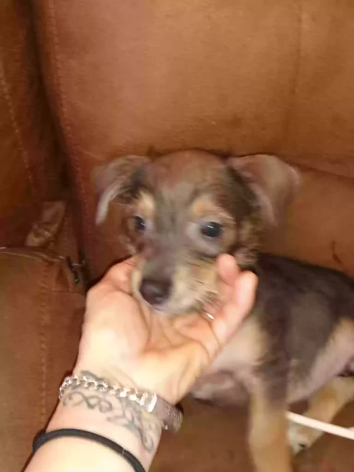 Lost dog in Victorville, CA, 92392
