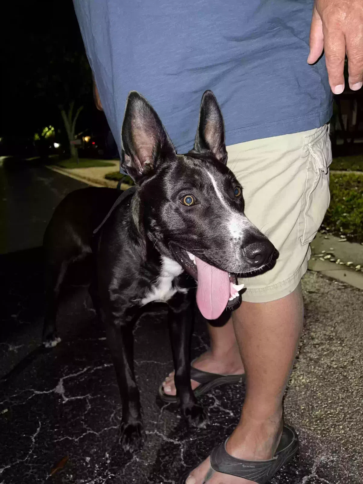Found dog in Delray Beach, FL, 33484