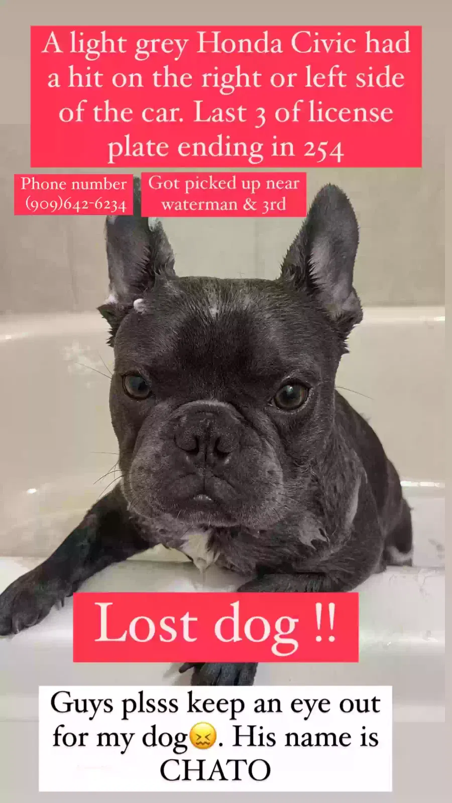 Lost dog in San Bernardino, CA, 92410