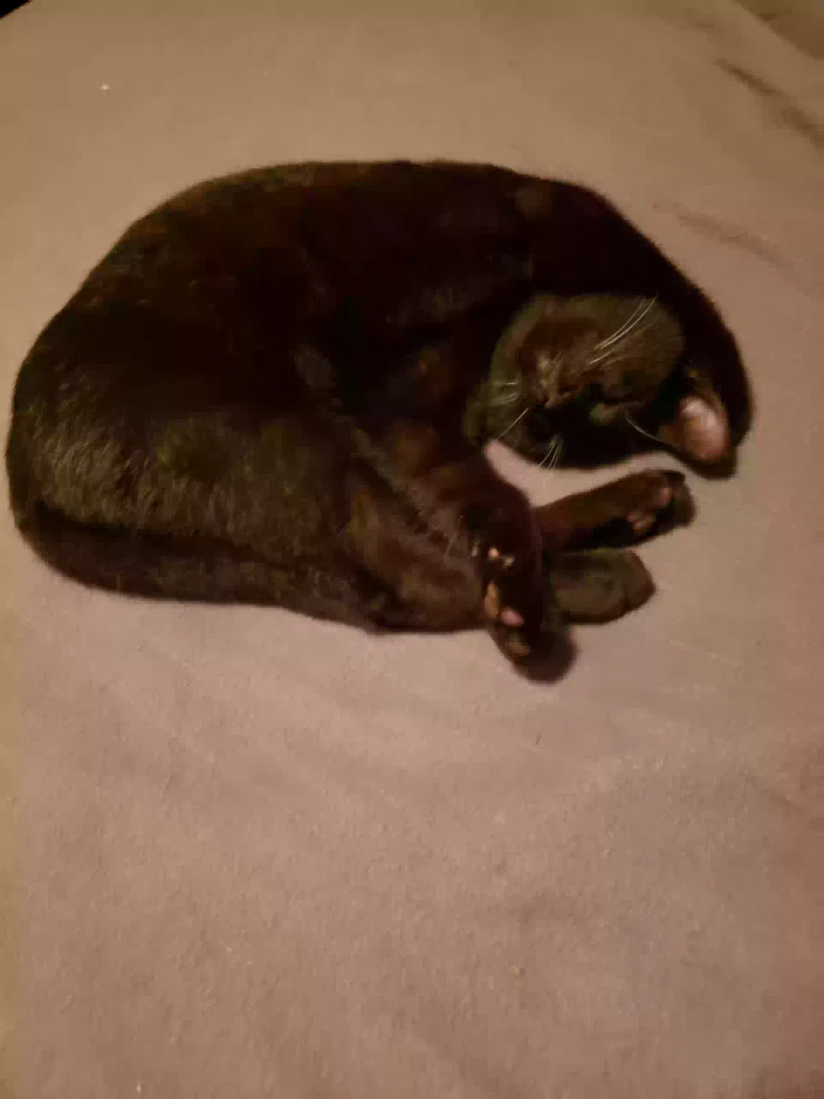Lost cat in Ormond Beach, FL, 32174