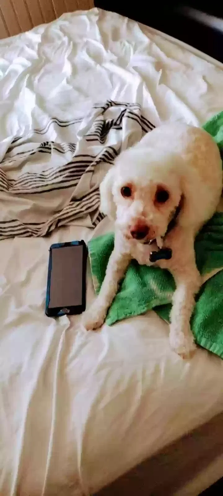 Lost dog in Louisville, KY, 40299