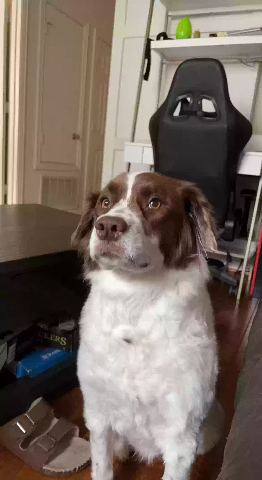 Lost dog in Anna, TX, 75409