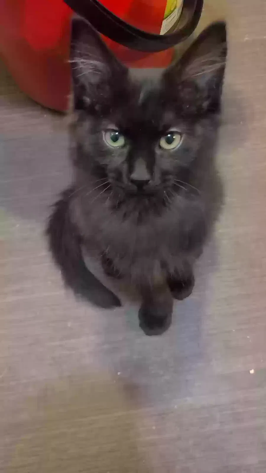 Lost cat in Hot Springs National Park, AR, 71901