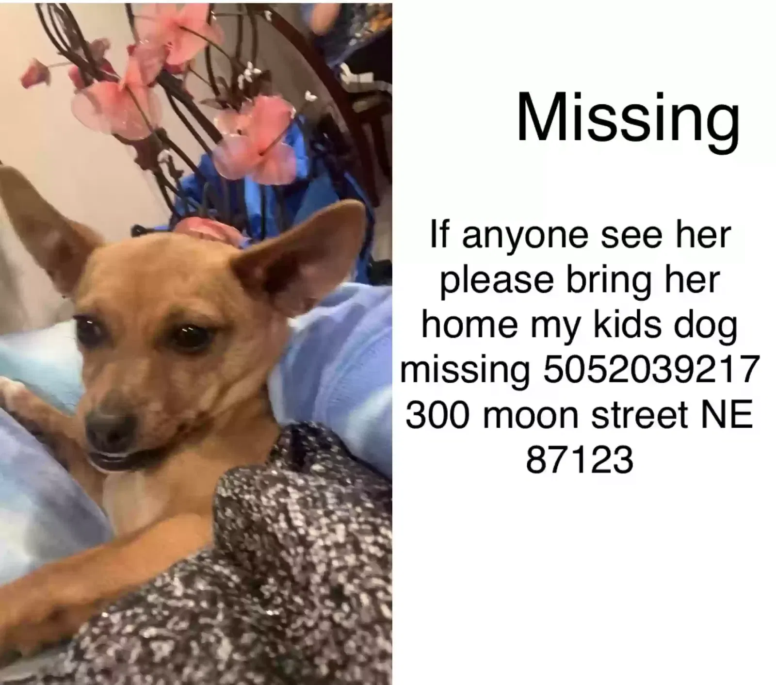 Lost dog in Albuquerque, NM, 87123