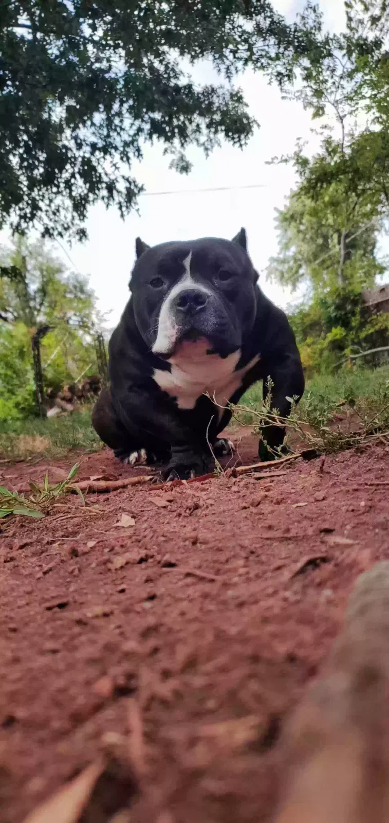 Lost dog in Oklahoma City, OK, 73119