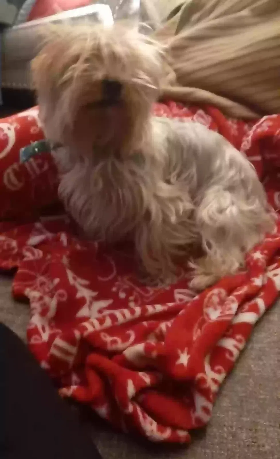 Lost dog in Shelbyville, TN, 37160
